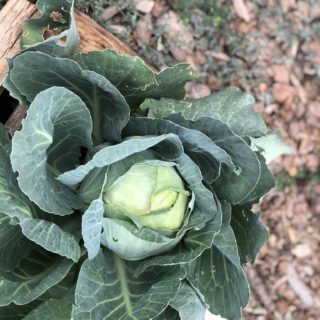 Cabbage Days - Make the Most of Them