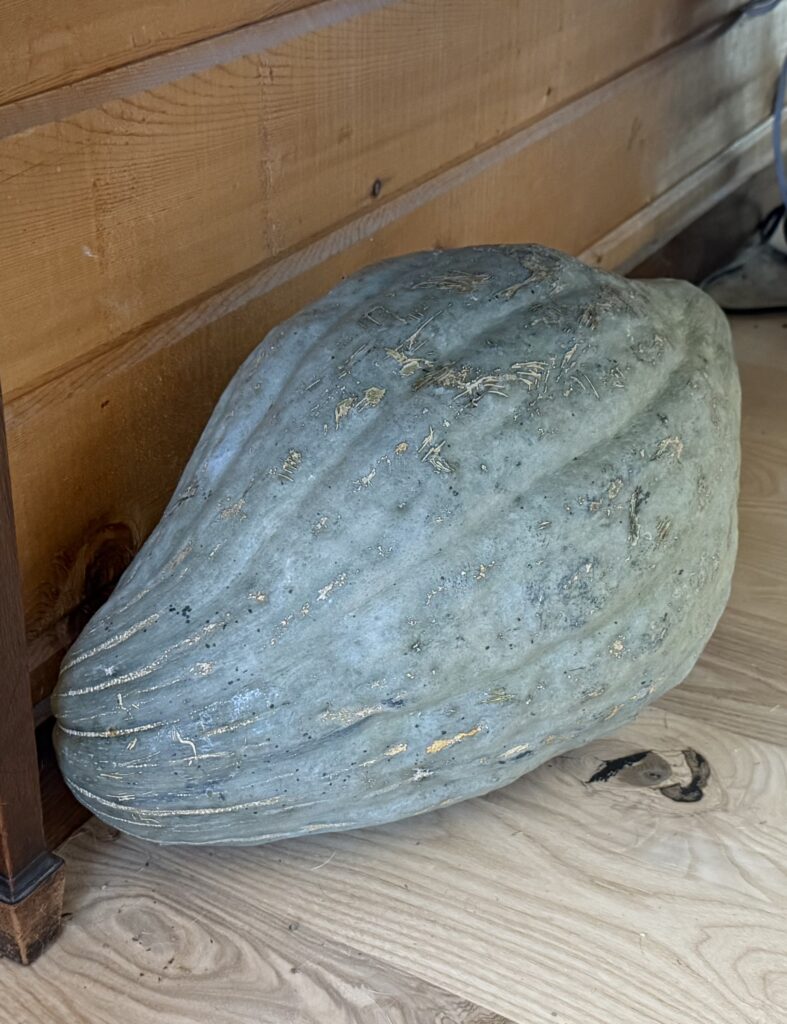 Spectacular Squash